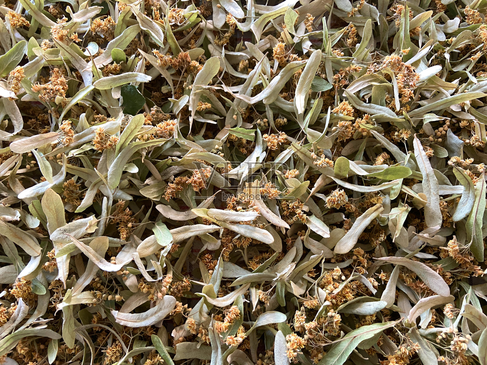 晒干的菩提树叶子和花照片摄影图片