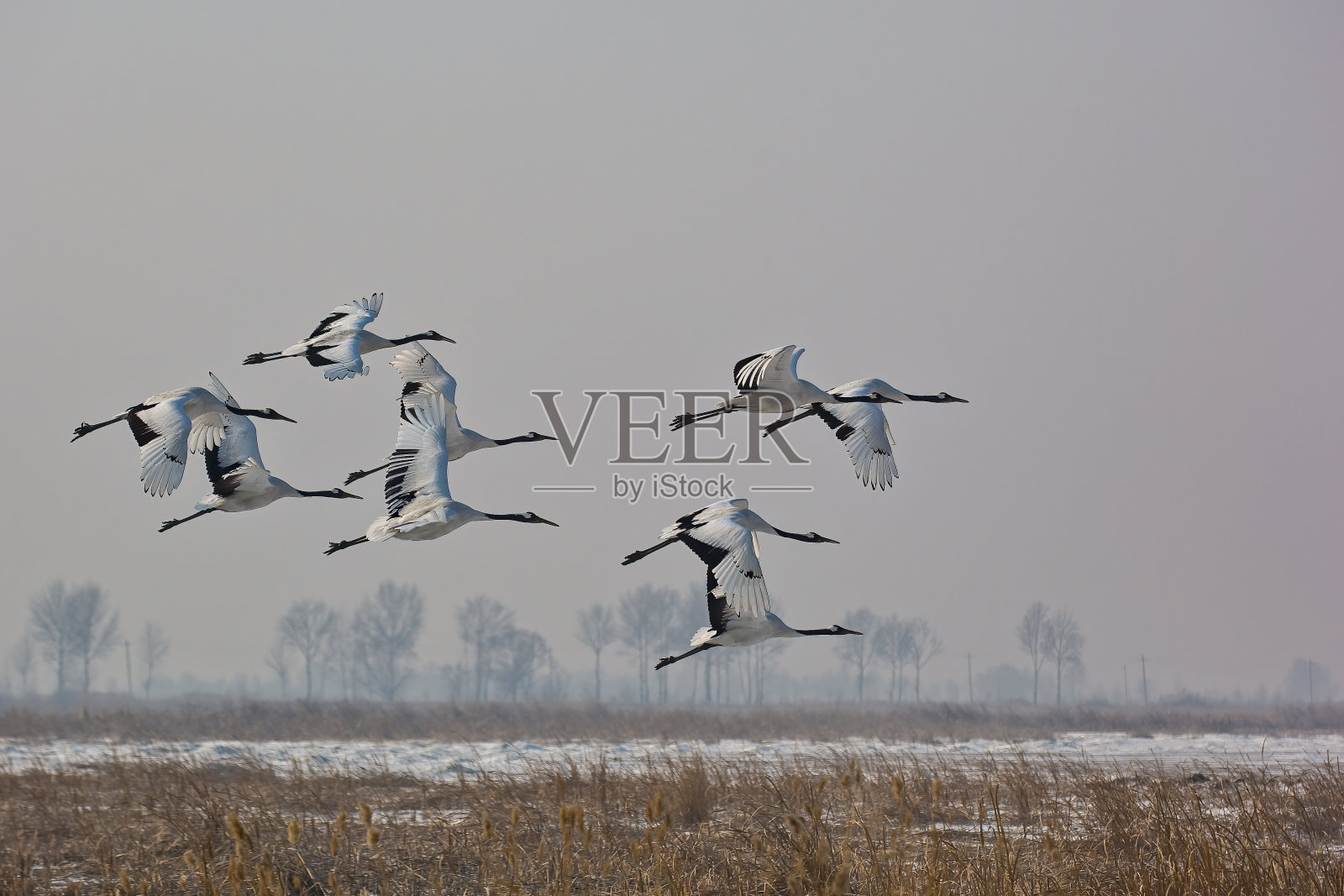 中国黑龙江省松花江平原附近的丹顶鹤或满洲鹤。濒临灭绝的物种。飞行。鹤形目。照片摄影图片