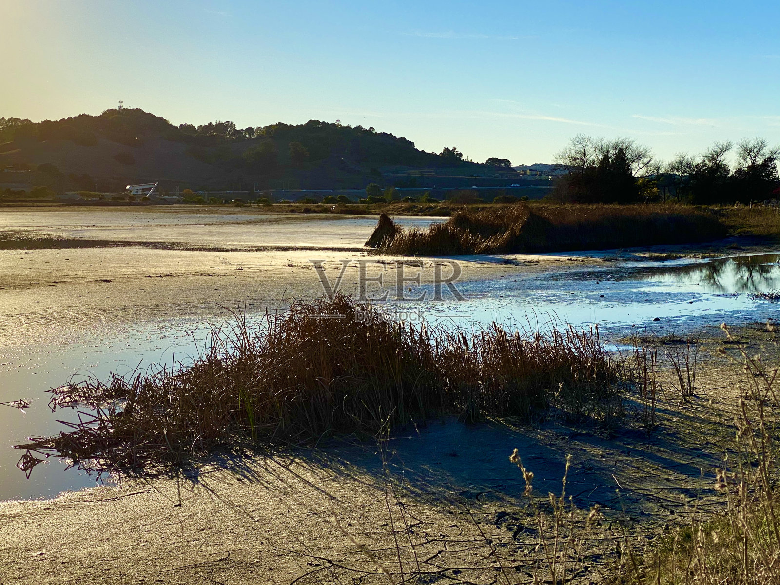 野生动物照片摄影图片