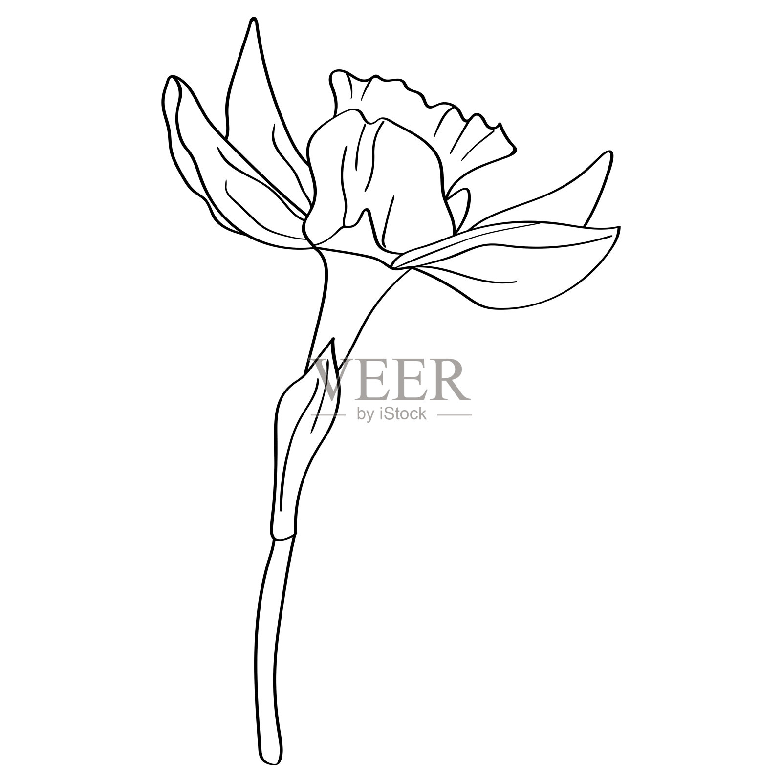花水仙。植物元素是用白色背景上的黑色轮廓手工绘制的。设计元素图片