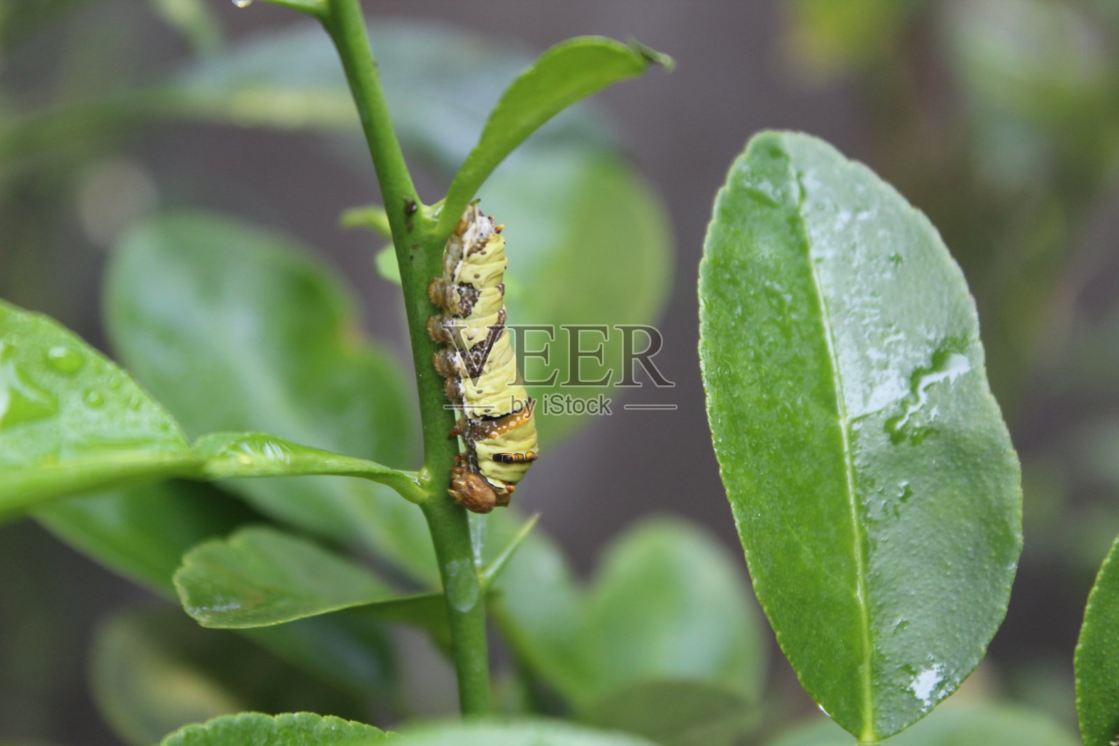 毛毛虫照片摄影图片