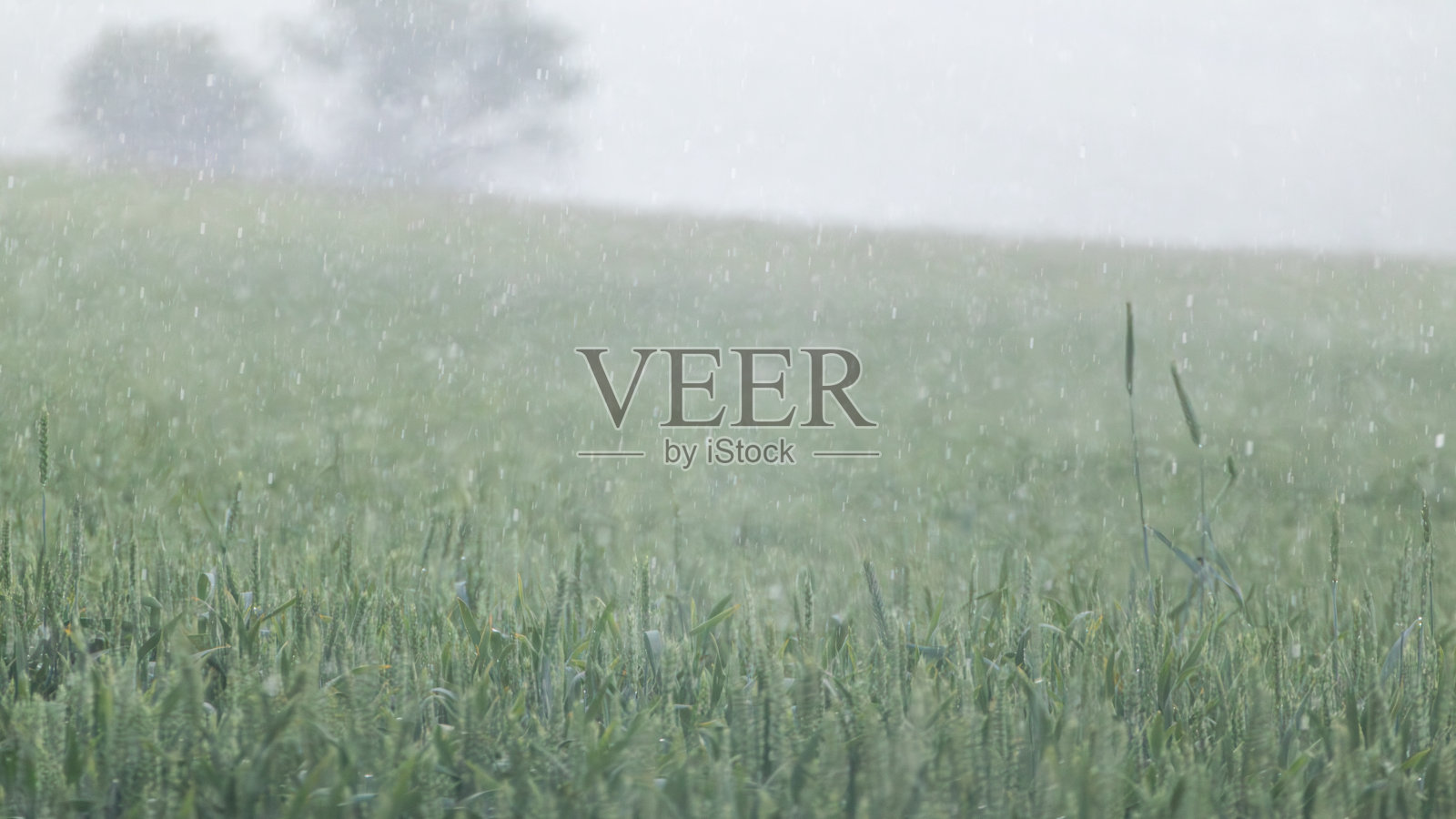 倾盆大雨中的绿色春小麦田特写照片摄影图片