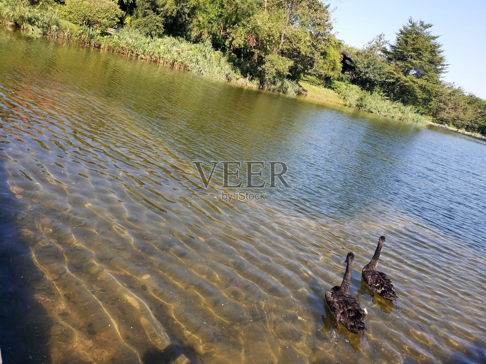 稀有的黑锯是不幸的象征。天鹅是在中国的一个湖里发现的。他们在晨光中一起游泳。照片摄影图片