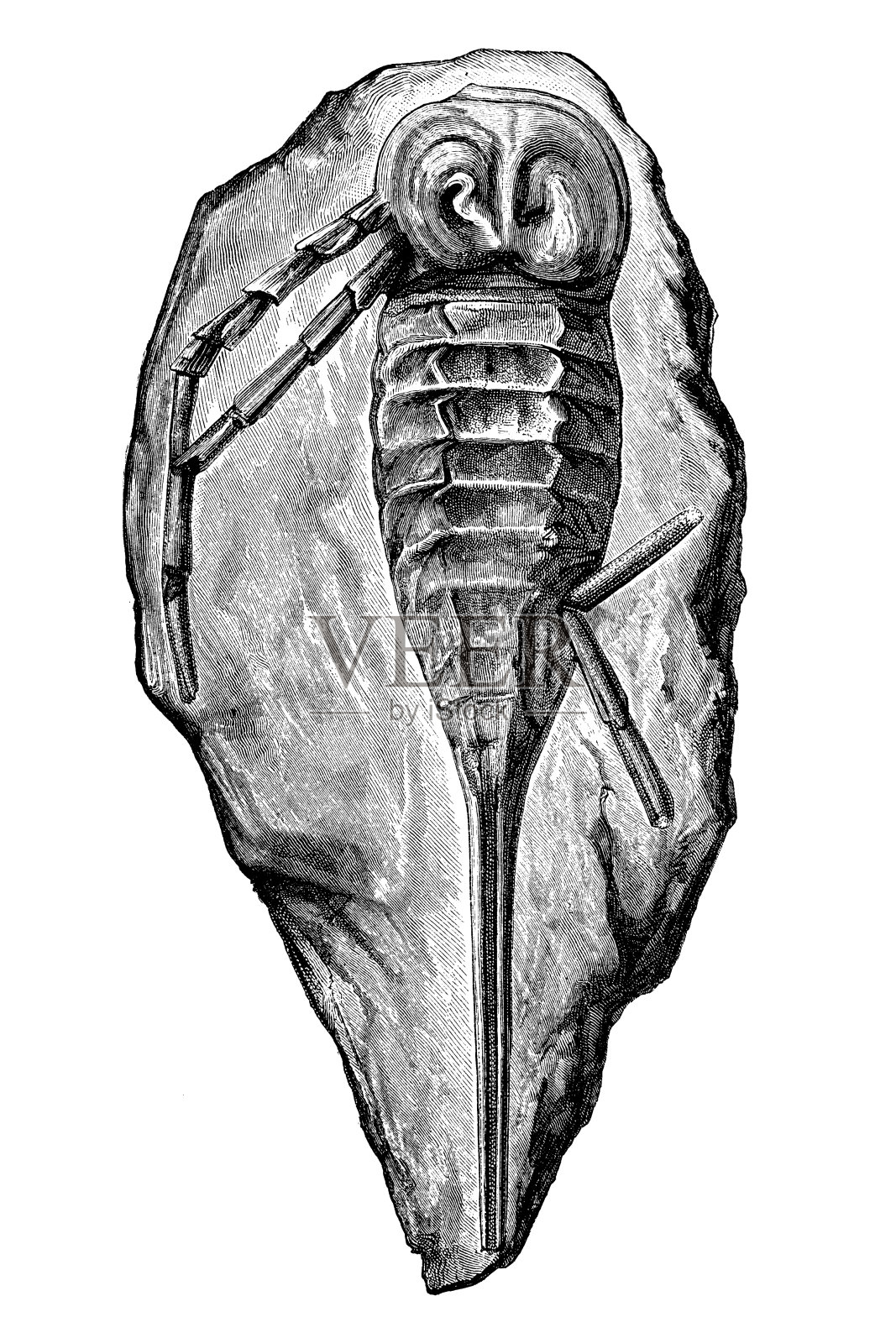 石龙龙化石插画图片素材