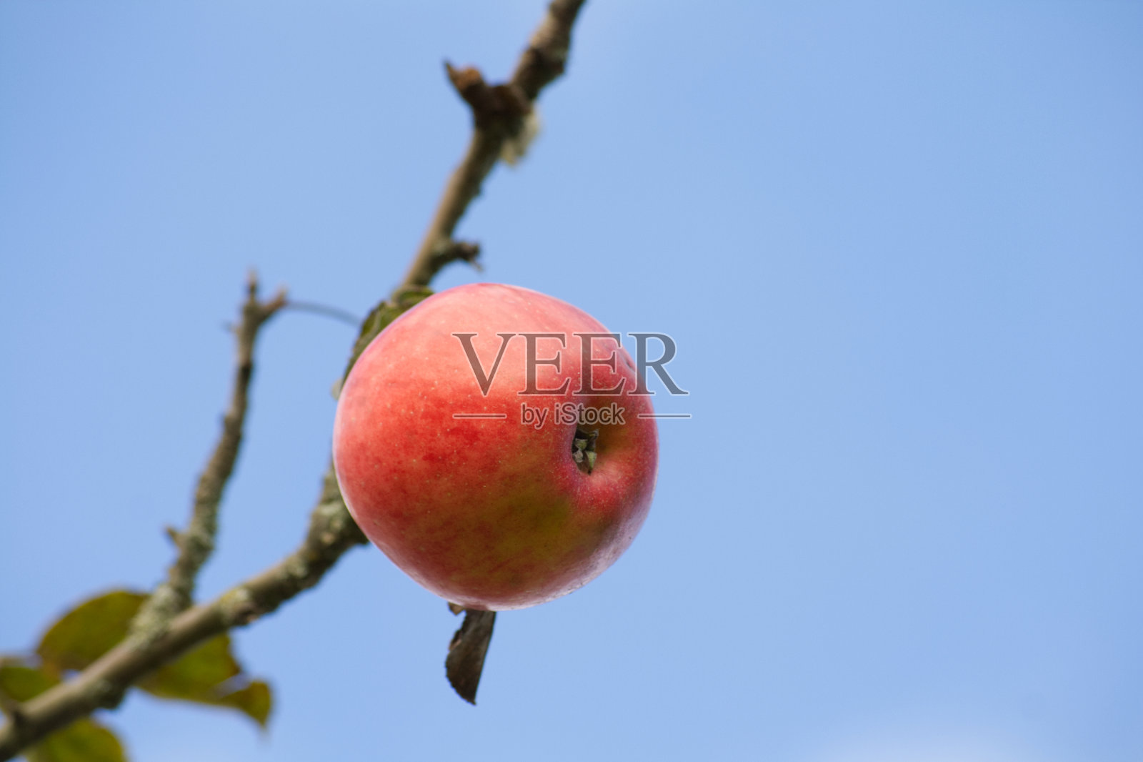 成熟的苹果挂在树上，果实鲜红可口照片摄影图片