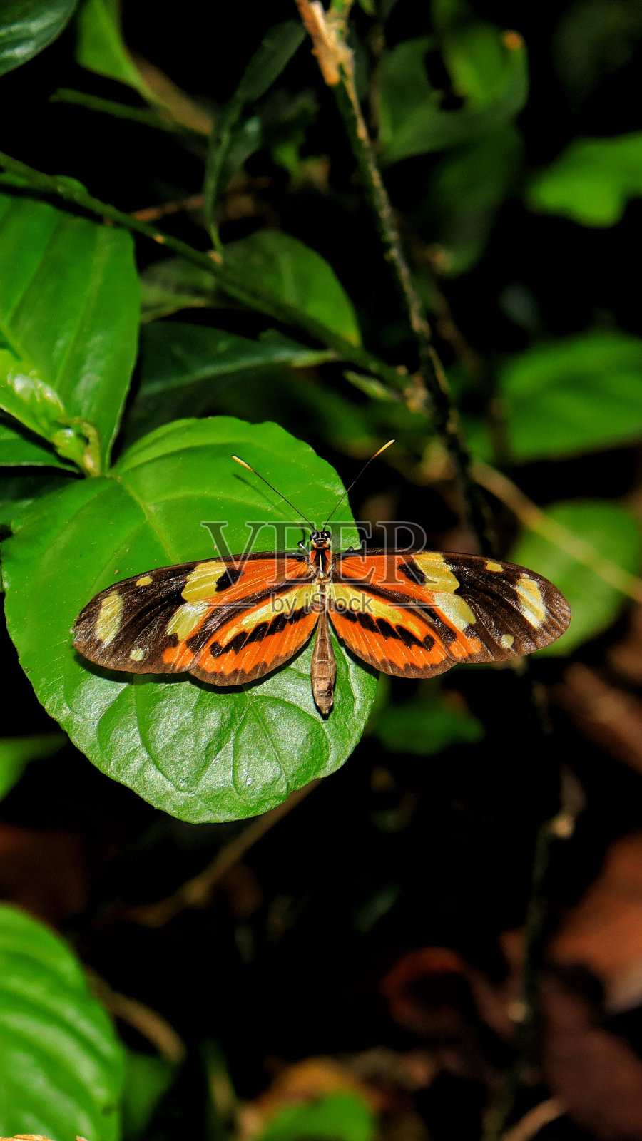 蝴蝶在树叶上休息。凤蝶属是凤蝶科凤蝶科的一个属。照片摄影图片