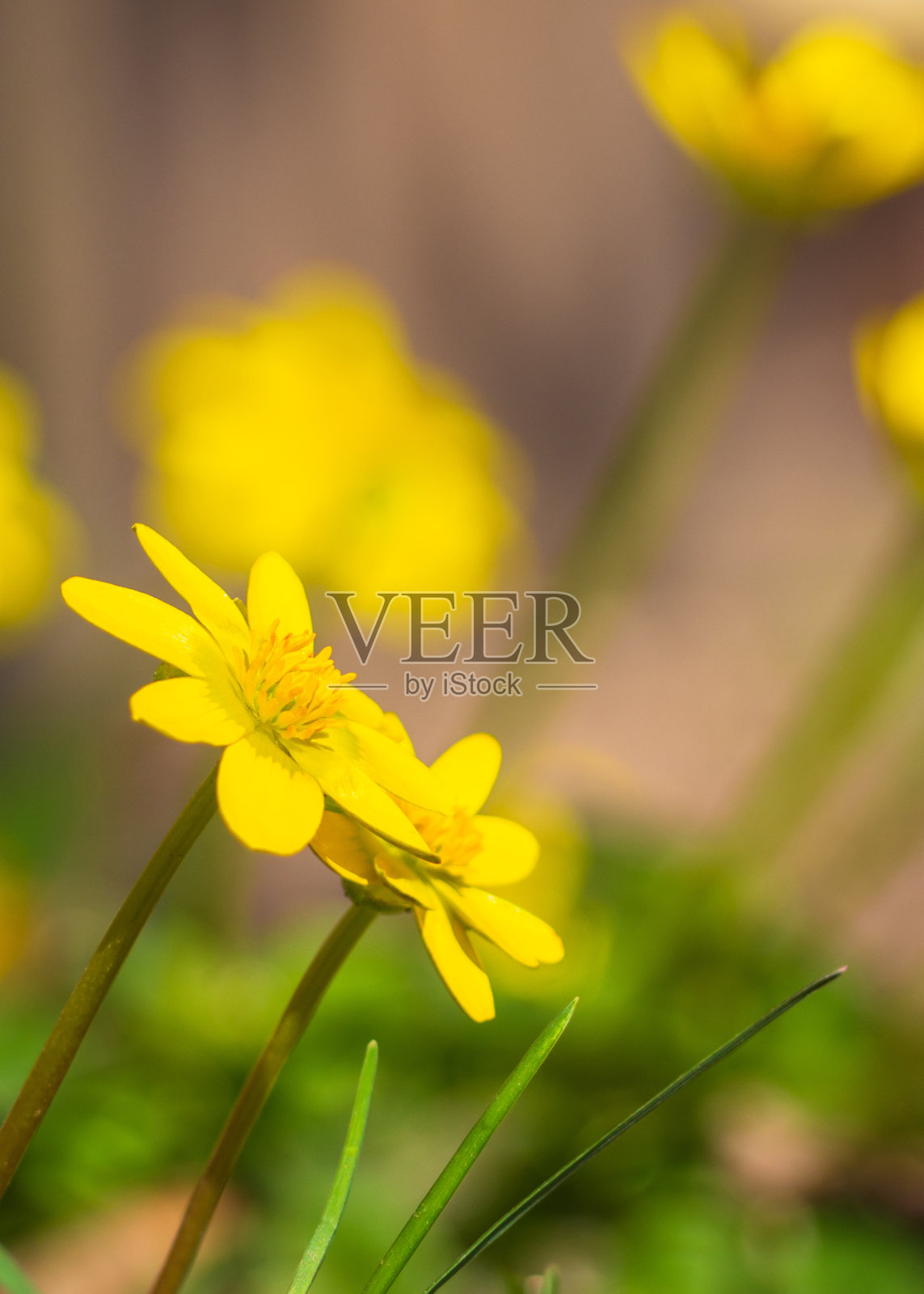 盛开的小黄春花。照片摄影图片