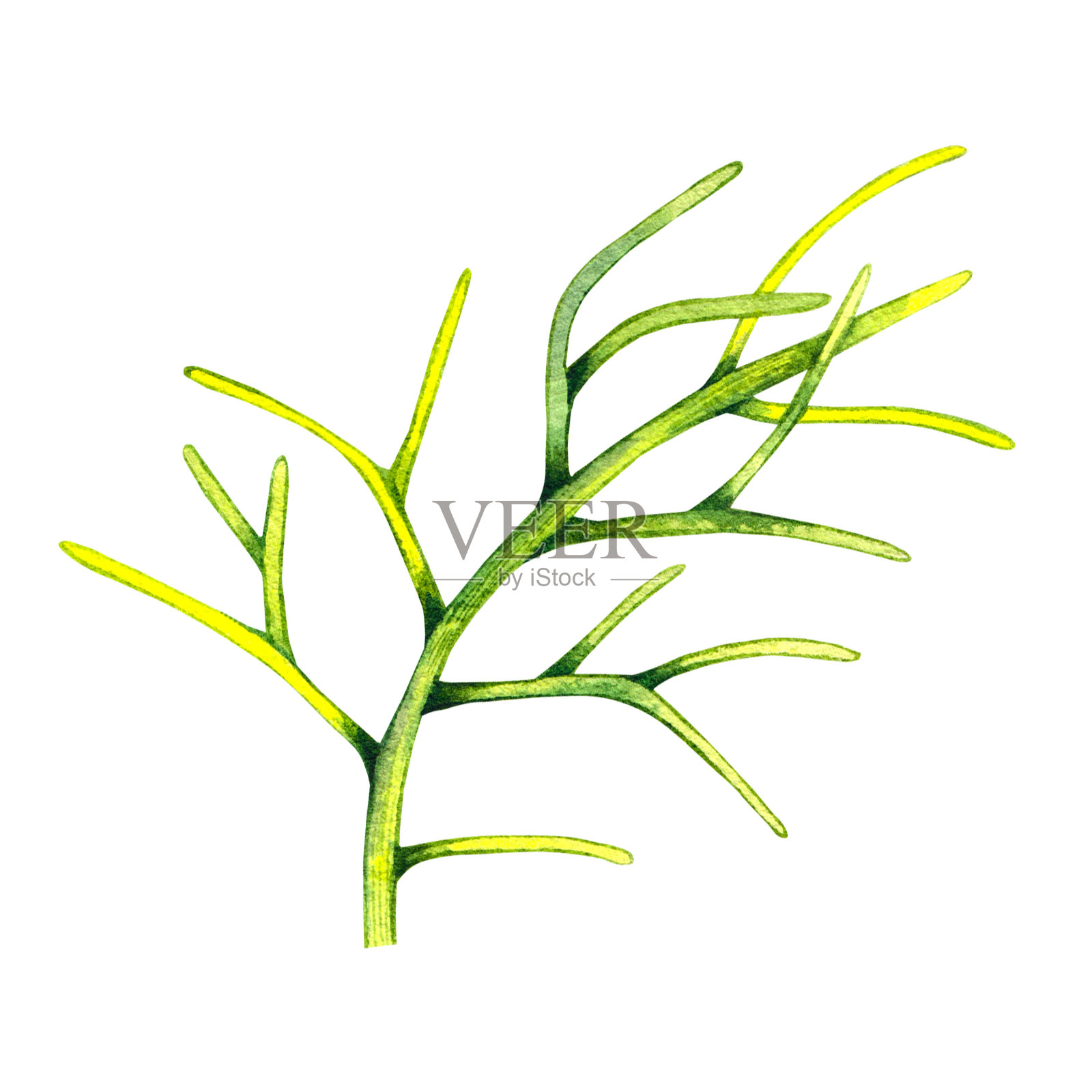 宇宙叶绿色在波西米亚风格与白色背景插画图片素材