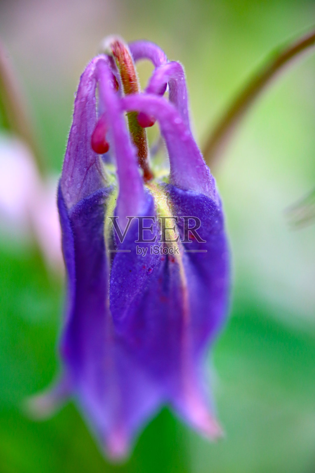 花照片摄影图片