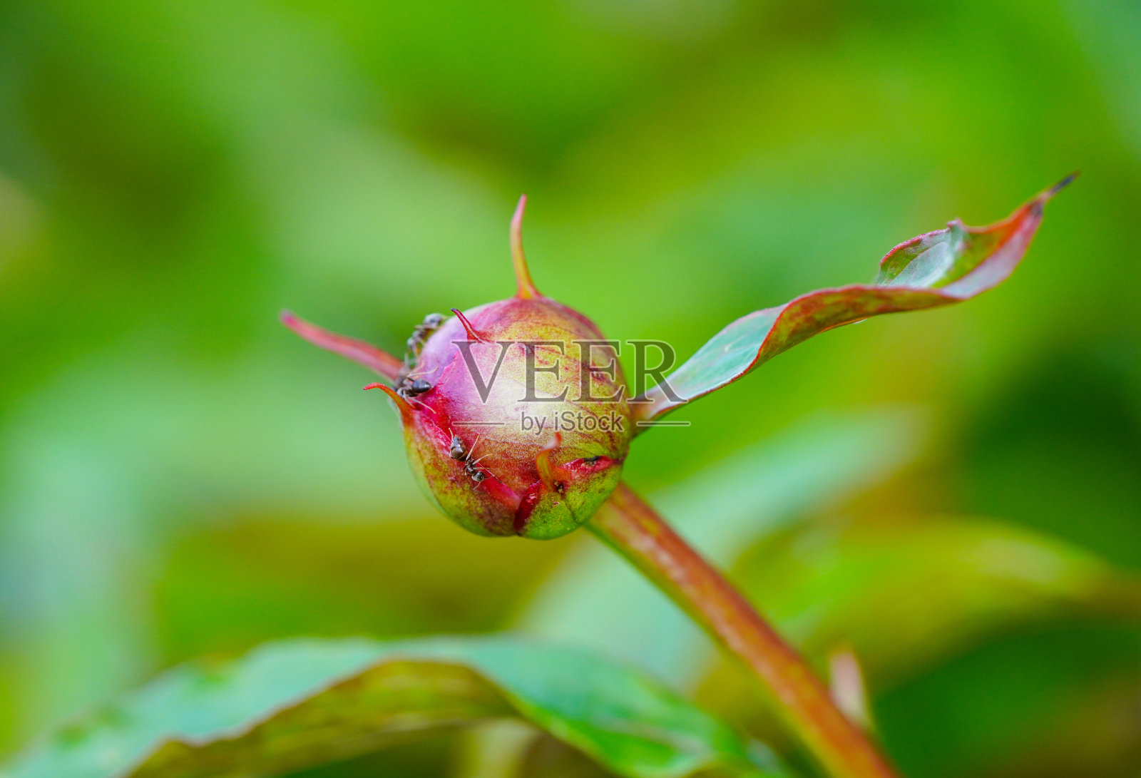 蚂蚁在闭合的牡丹花上。昆虫特写。照片摄影图片