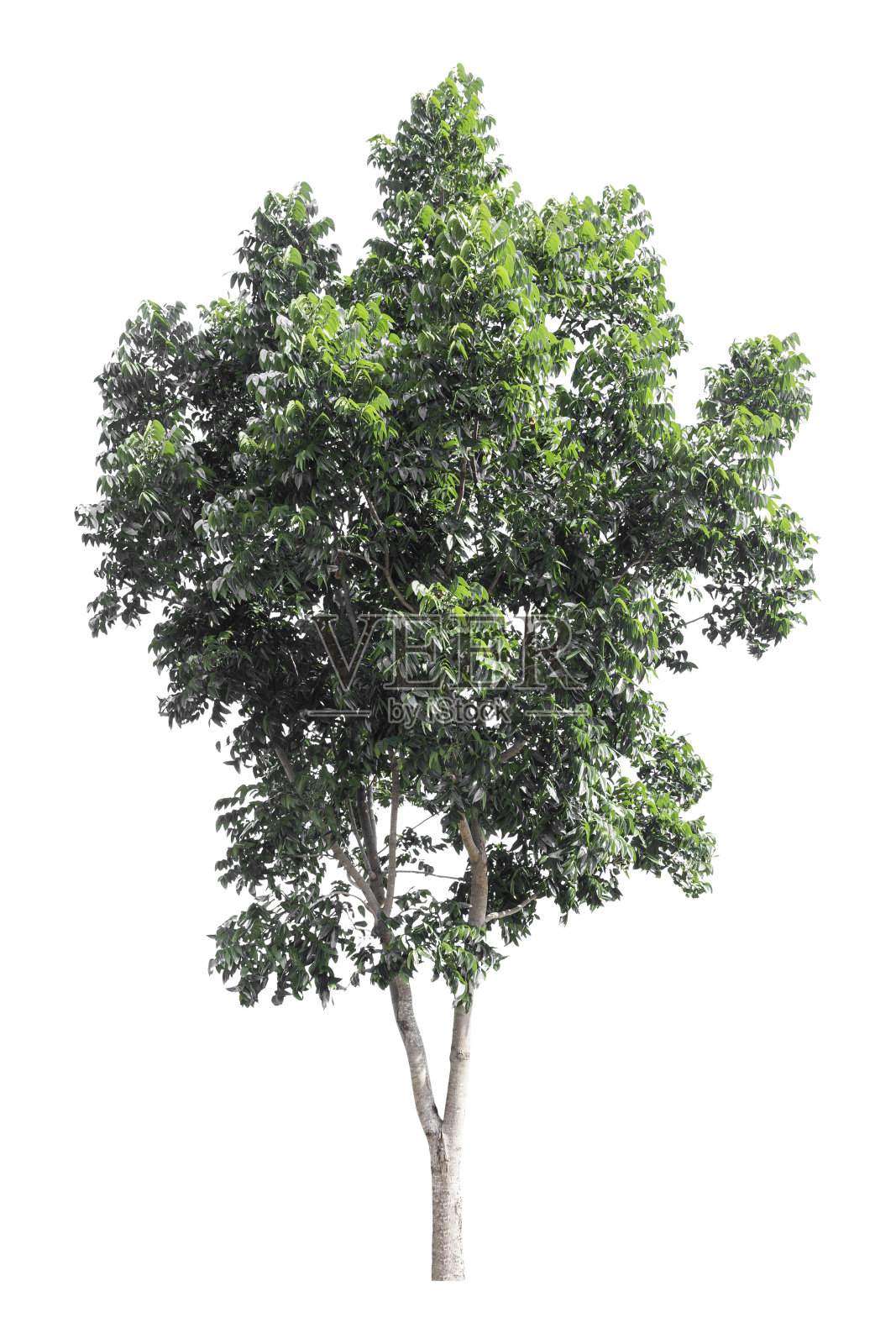 绿色的树被孤立在白色的背景上。剪切路径照片摄影图片