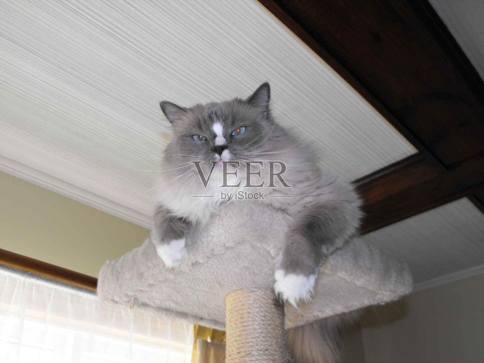 布娃娃高高在上照片摄影图片