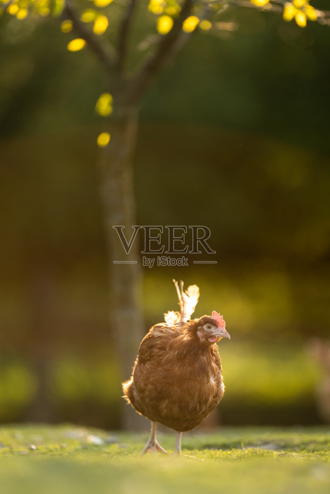 农家院子里的母鸡照片摄影图片