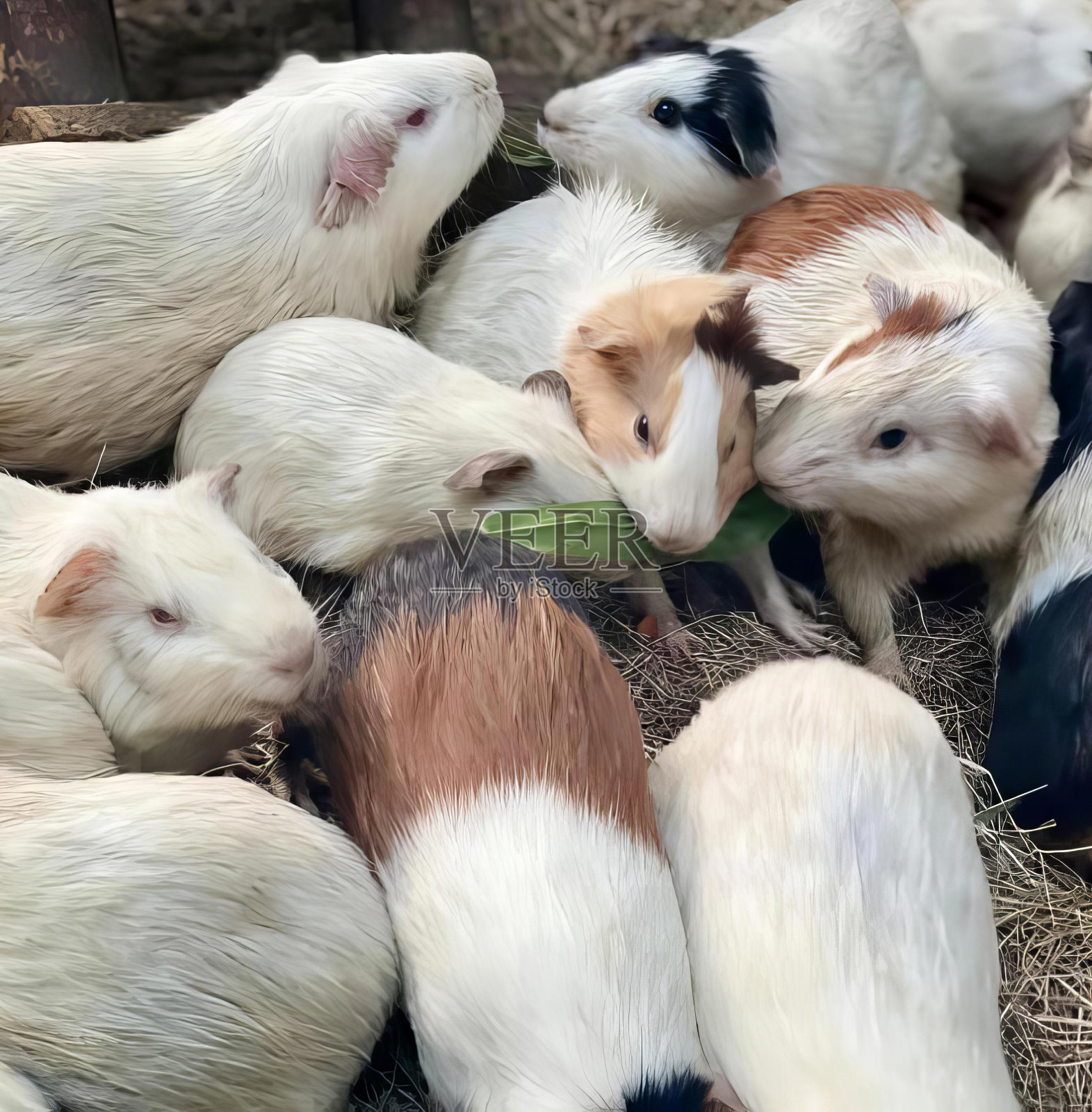 在笼子里吃树叶的豚鼠的照片。照片摄影图片