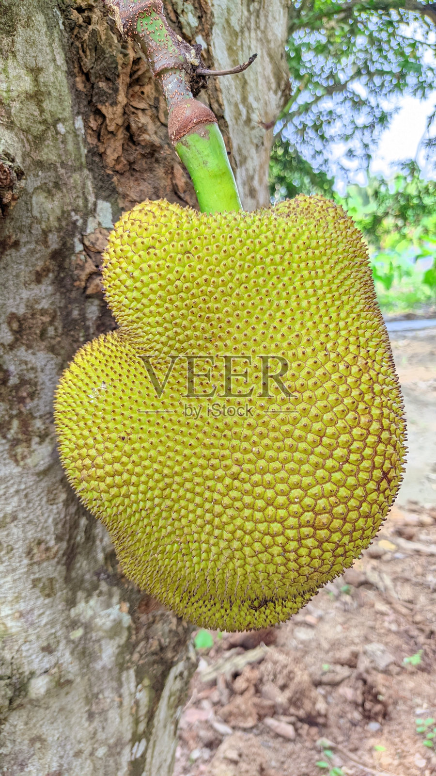 菠萝蜜学名Artocarpus heterophyllus，菠萝蜜挂在菠萝蜜树上。照片摄影图片