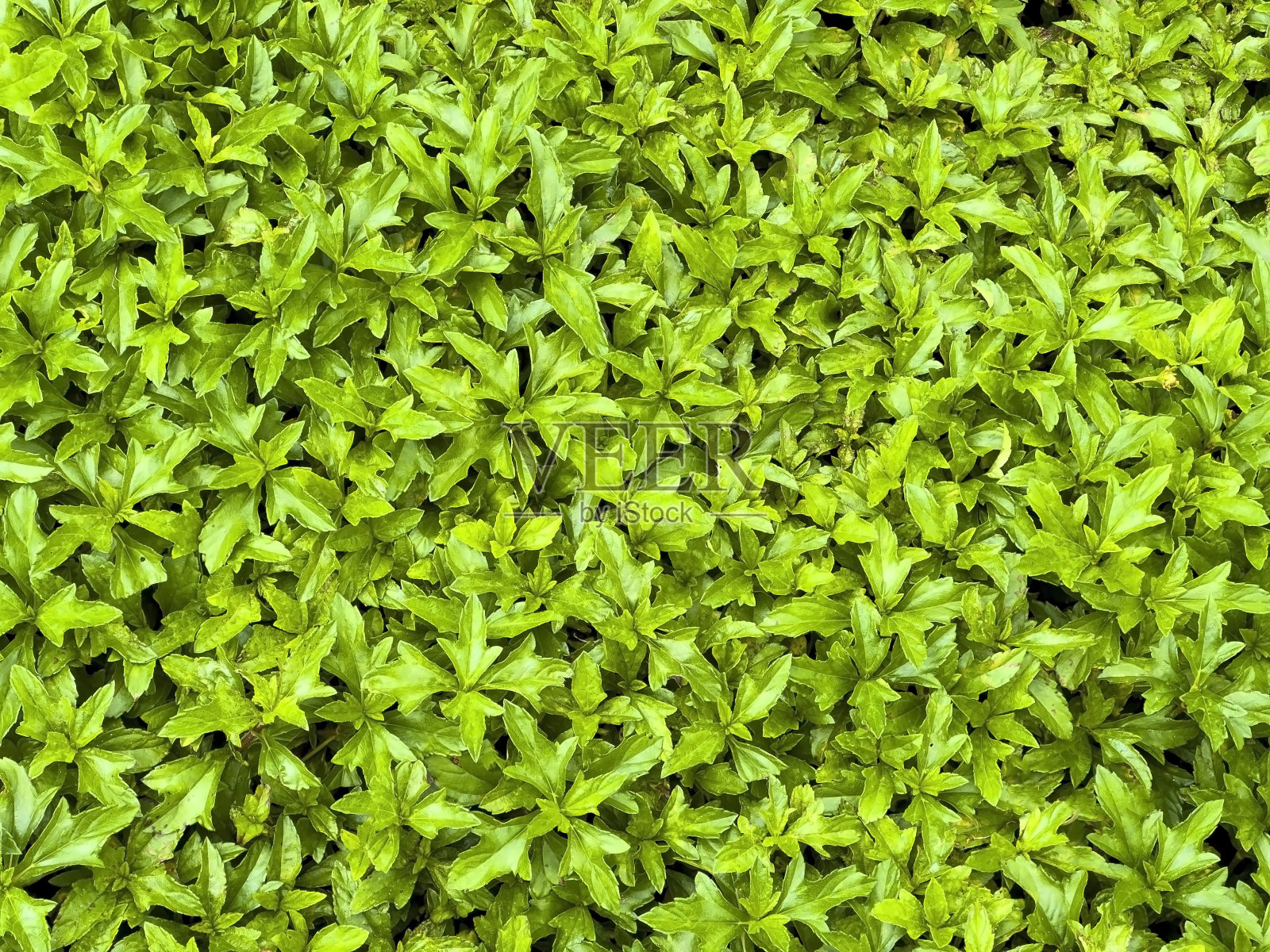 郁郁葱葱的土地纹理环境背景照片摄影图片