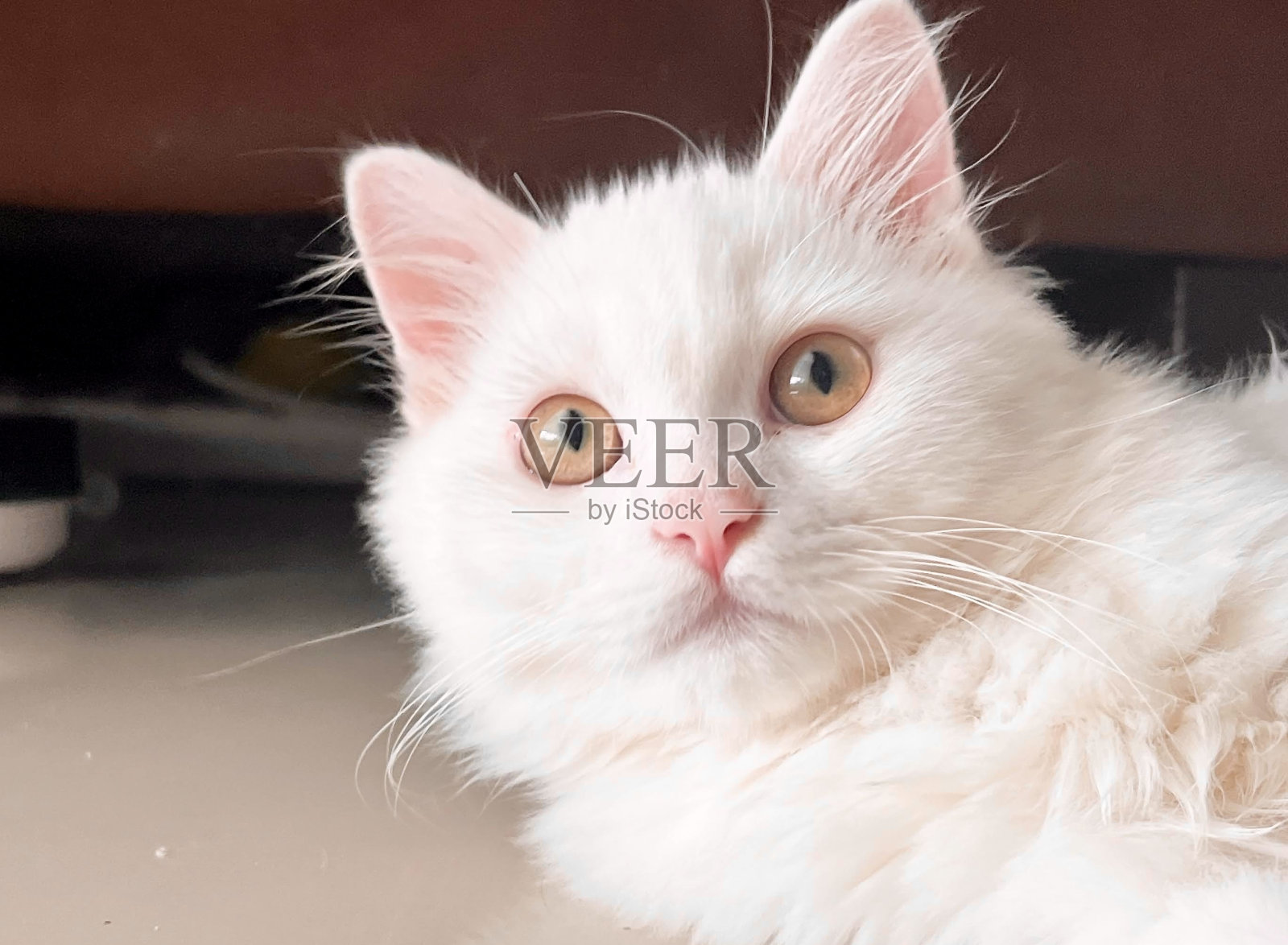 一张照片上一只白猫躺在地板上看着相机，另一张照片上一只白猫躺在地板上看着相机照片摄影图片