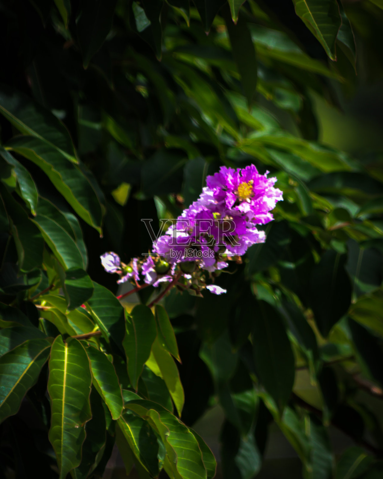 波多黎各花照片摄影图片
