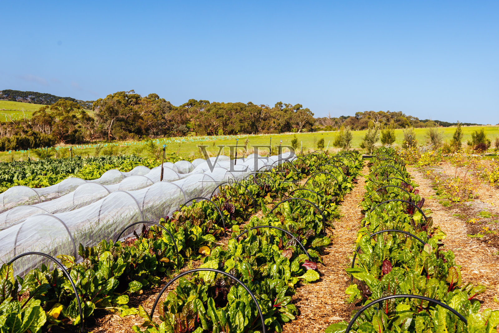 澳大利亚玛莎山的野蔷薇照片摄影图片
