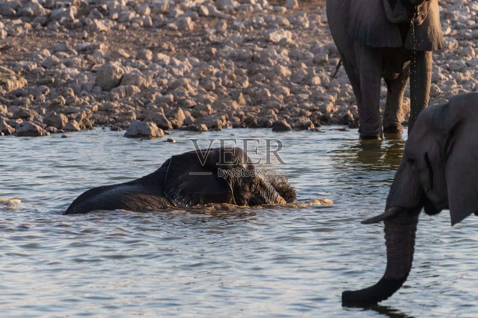 在埃托沙洗澡的大象照片摄影图片