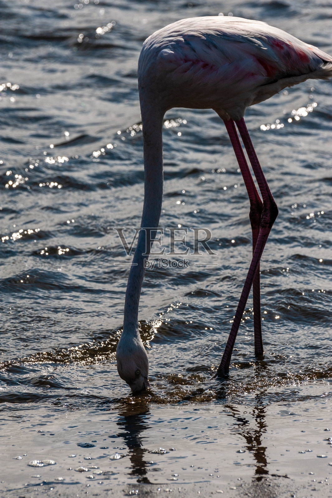 沃尔维斯湾附近的火烈鸟照片摄影图片