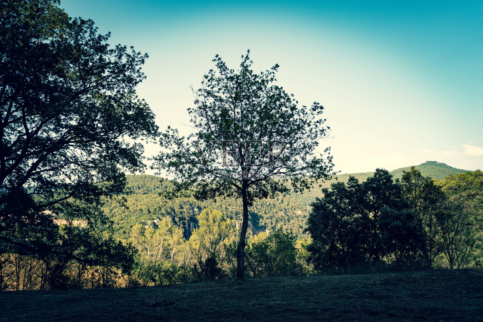 树的Silhoutee照片摄影图片