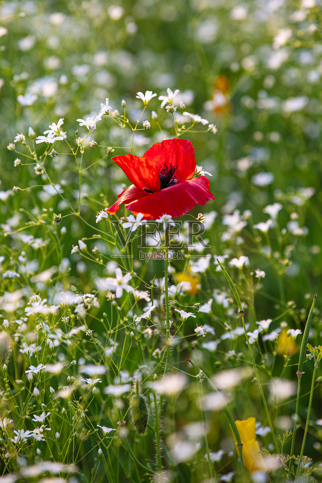 花园照片摄影图片