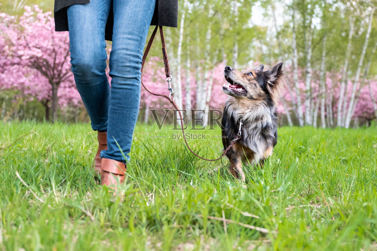 小狗听话地跟在后面跑照片摄影图片