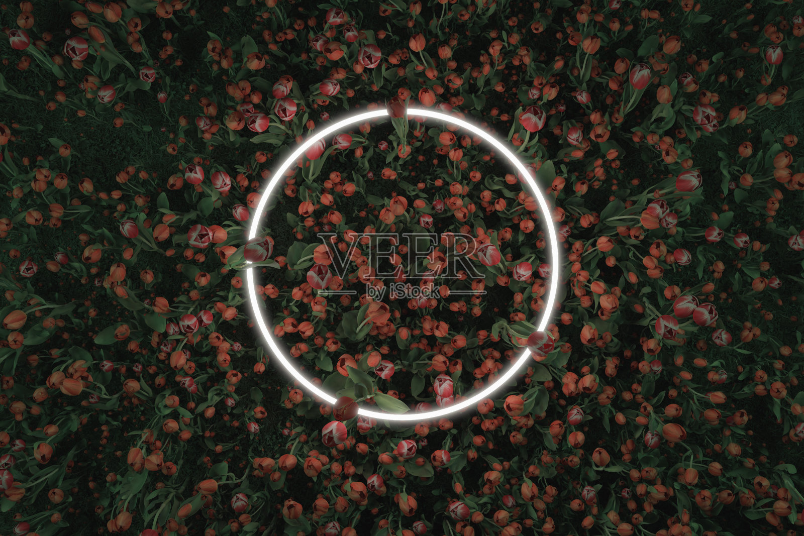 彩色郁金香包围的霓虹灯圆形3D渲染。平铺春式概念照片摄影图片