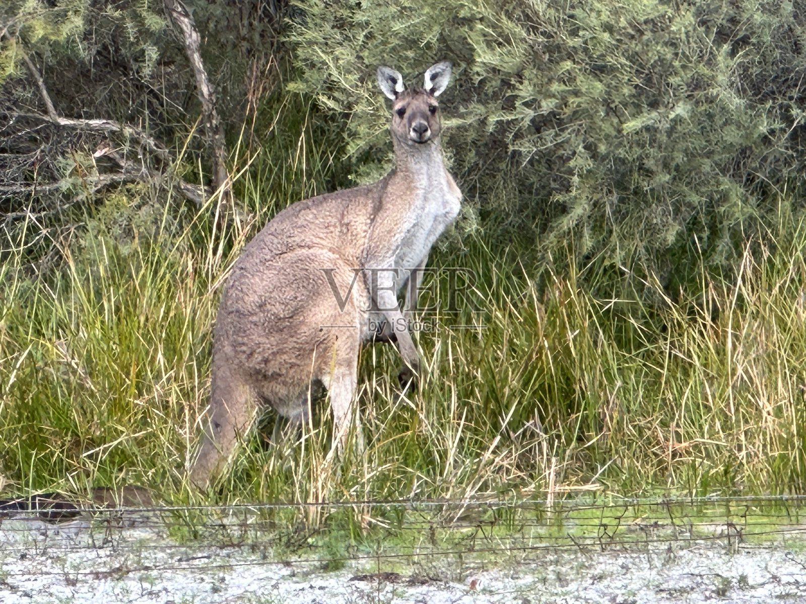 布什的朋友照片摄影图片
