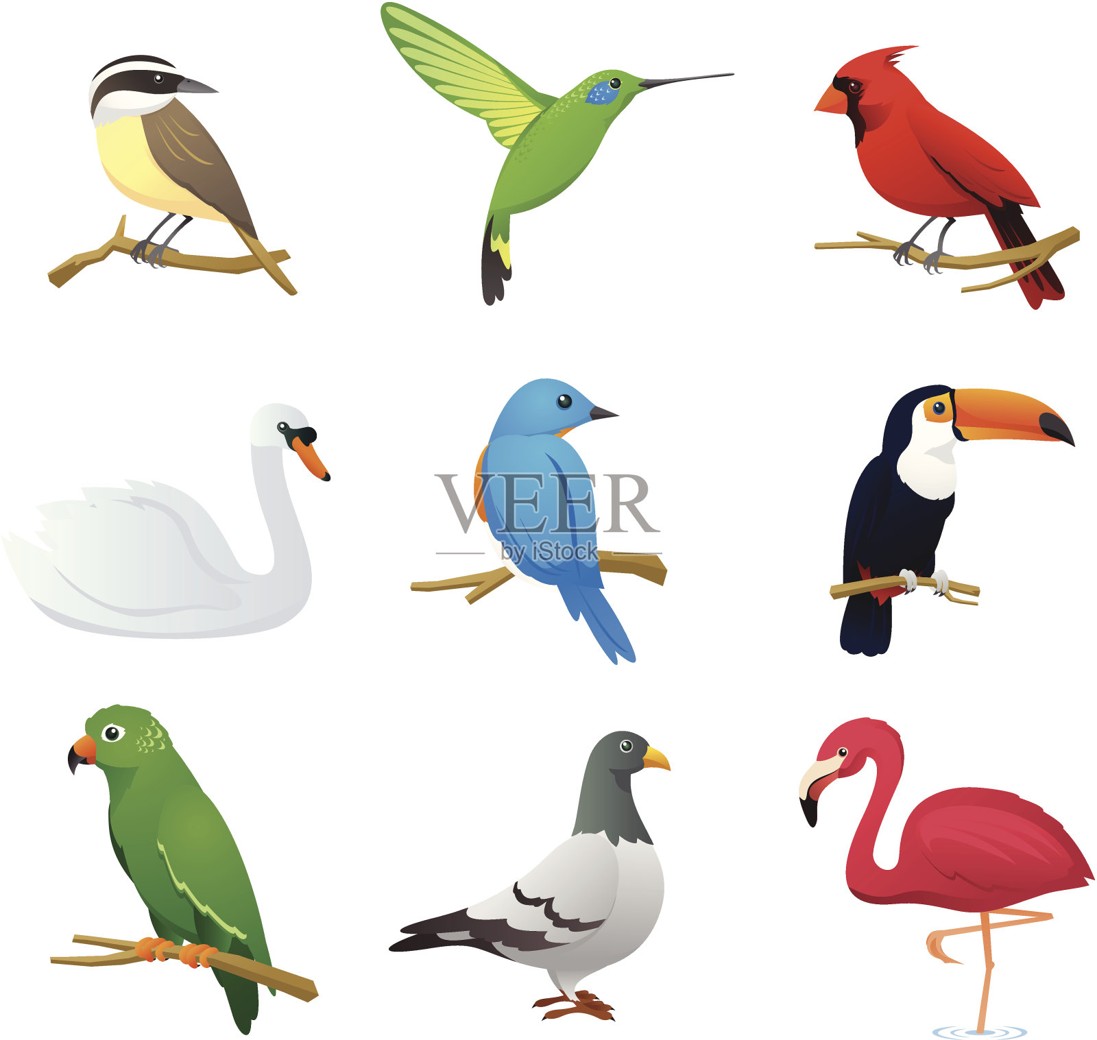 鸟类品种收集1设计元素图片