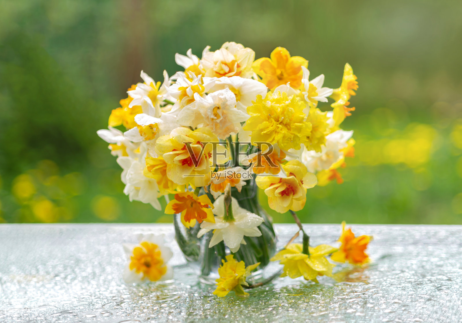 一束白色，黄色的多色水仙花在玻璃花瓶在一个自然的背景雨后的白色桌子上照片摄影图片