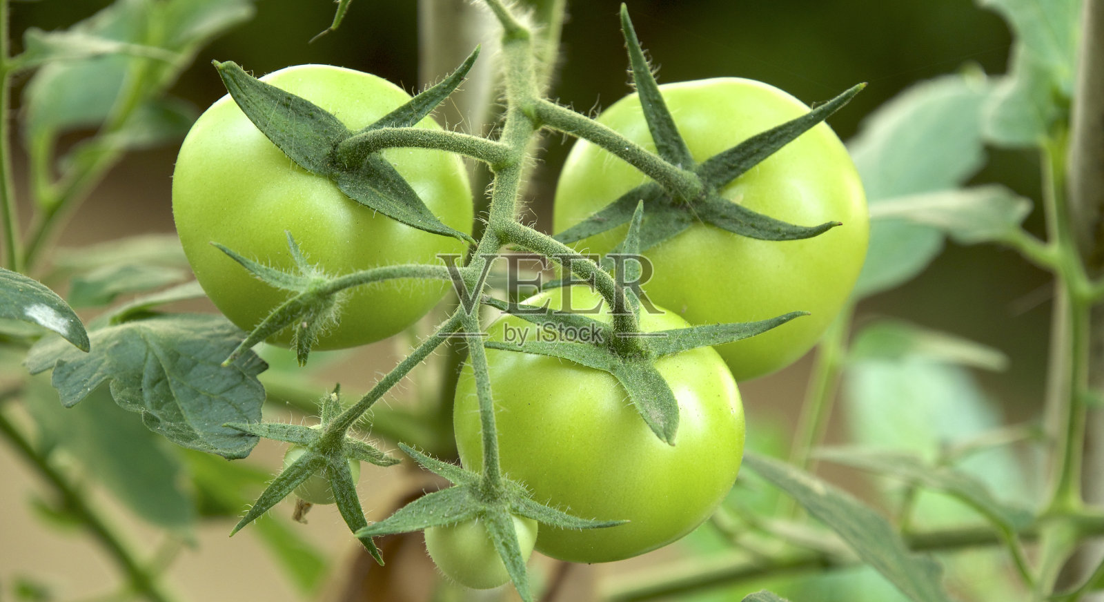树枝上有四个西红柿照片摄影图片