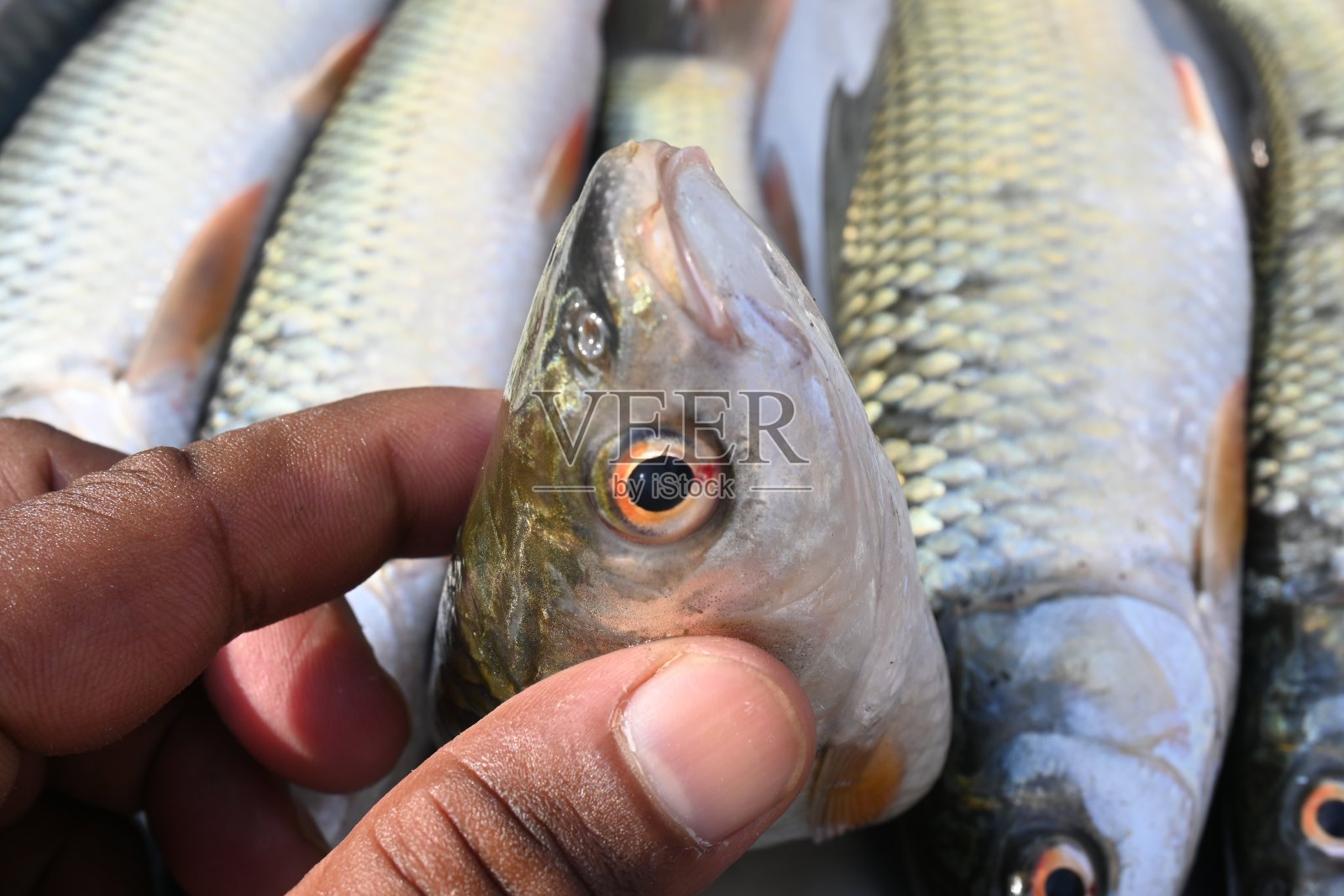 罗虎鱼。照片摄影图片