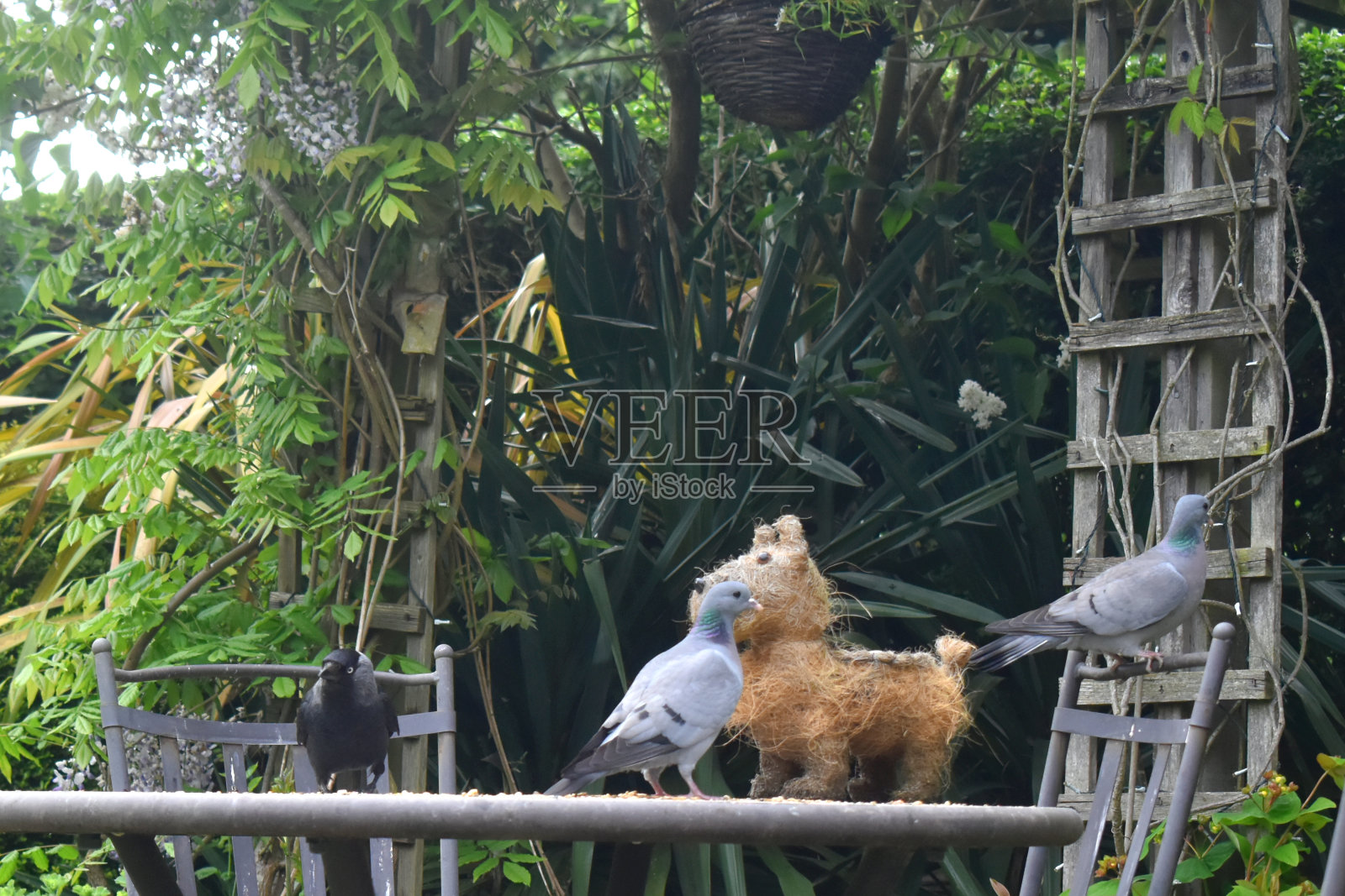 一只寒鸦站在桌子上，一只鸽子站在椅子上，一只鸽子栖息在春天的绿色自然背景中，在花园里喂鸟。照片摄影图片