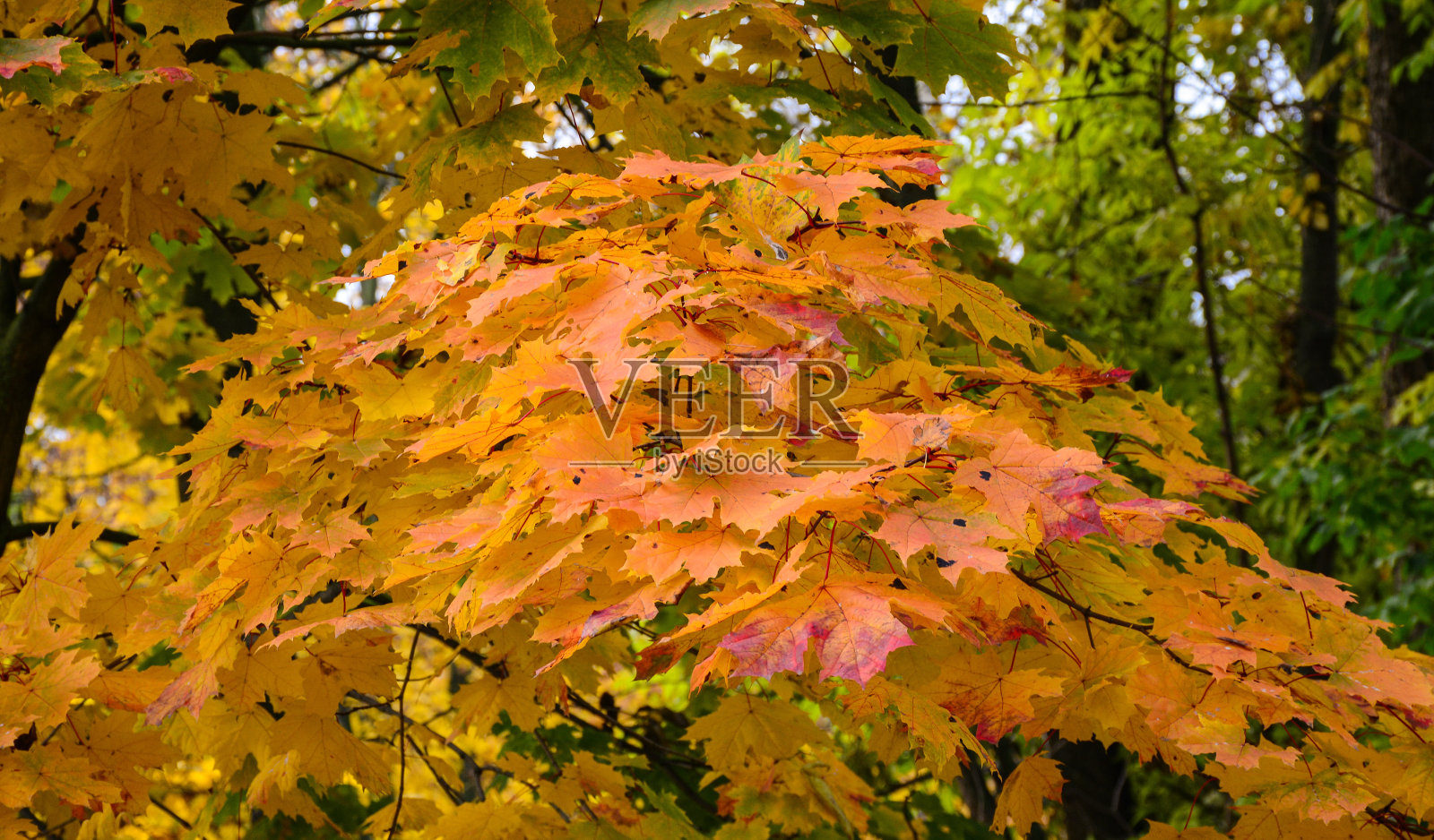 欧洲的秋景照片摄影图片