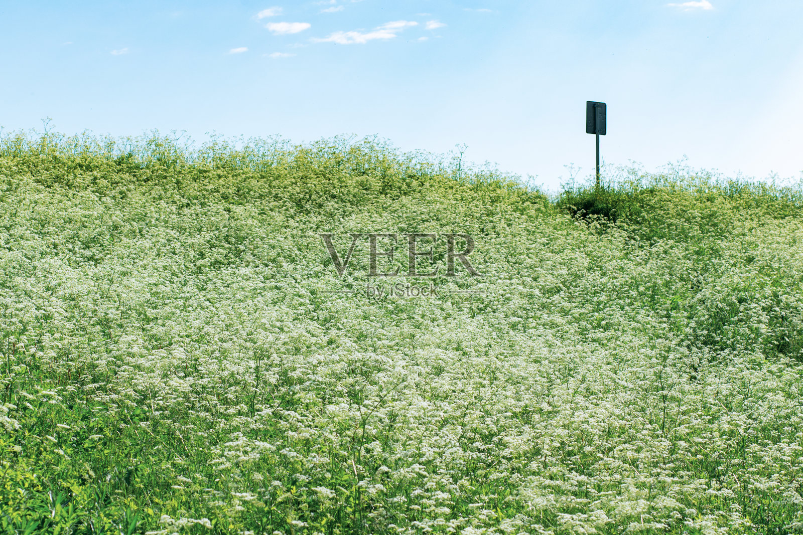 夏天的风景。盛开着白色伞形花的草地照片摄影图片
