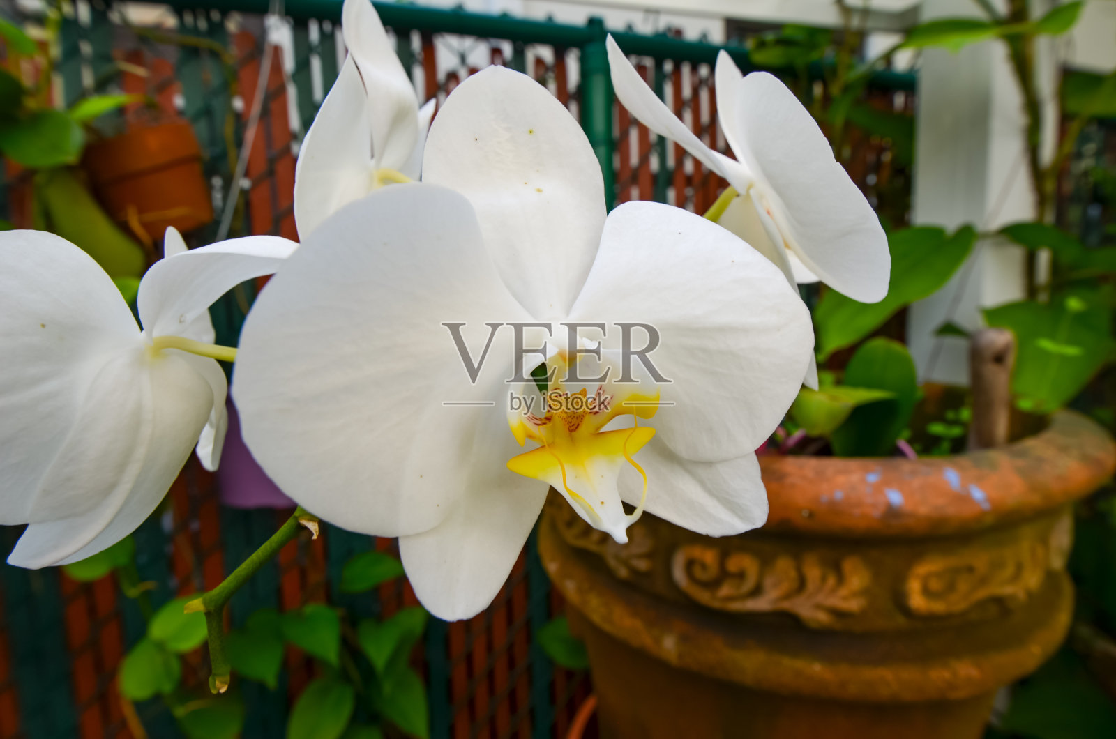 白色的兰花照片摄影图片