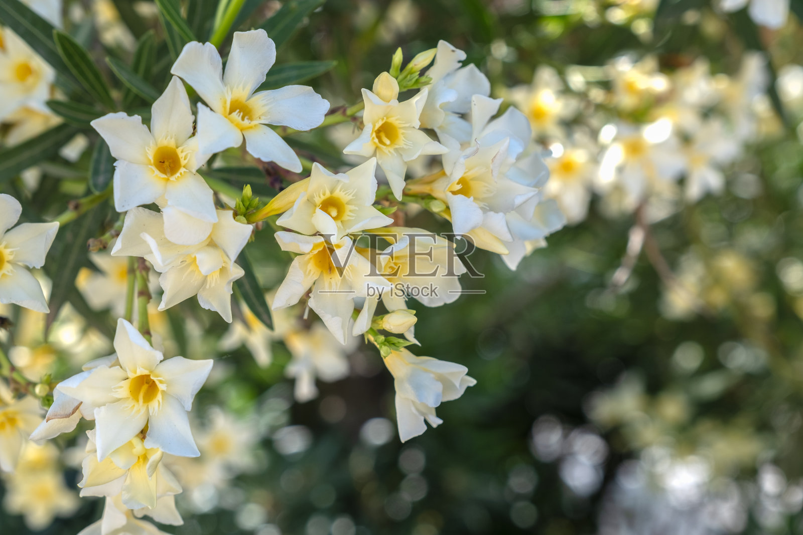 特写白色九重葛花照片摄影图片