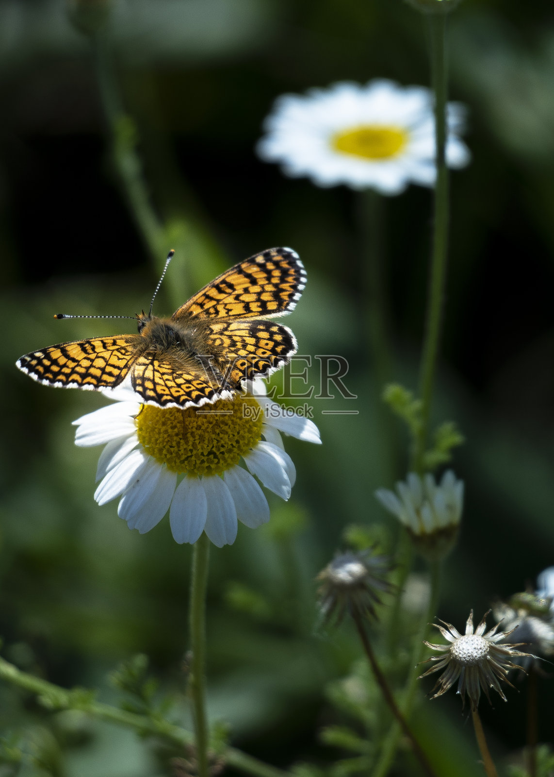 黛西和蝴蝶落在黛西身上的微距照片照片摄影图片