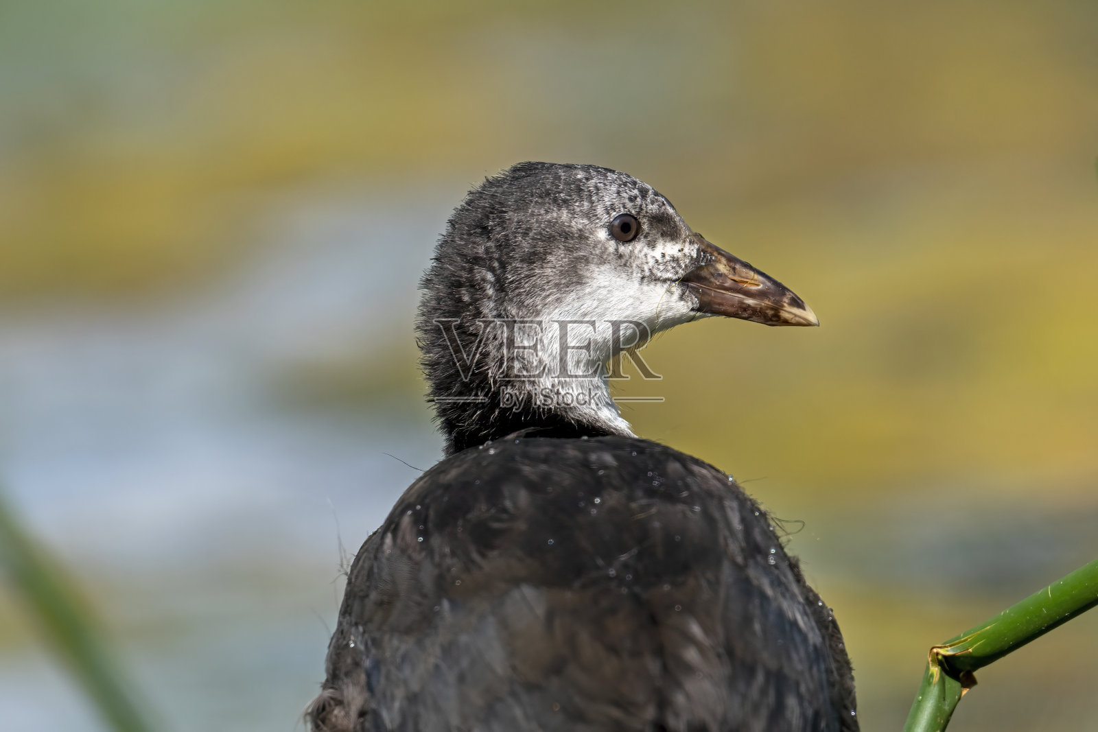 巢里的白骨顶小鸡照片摄影图片