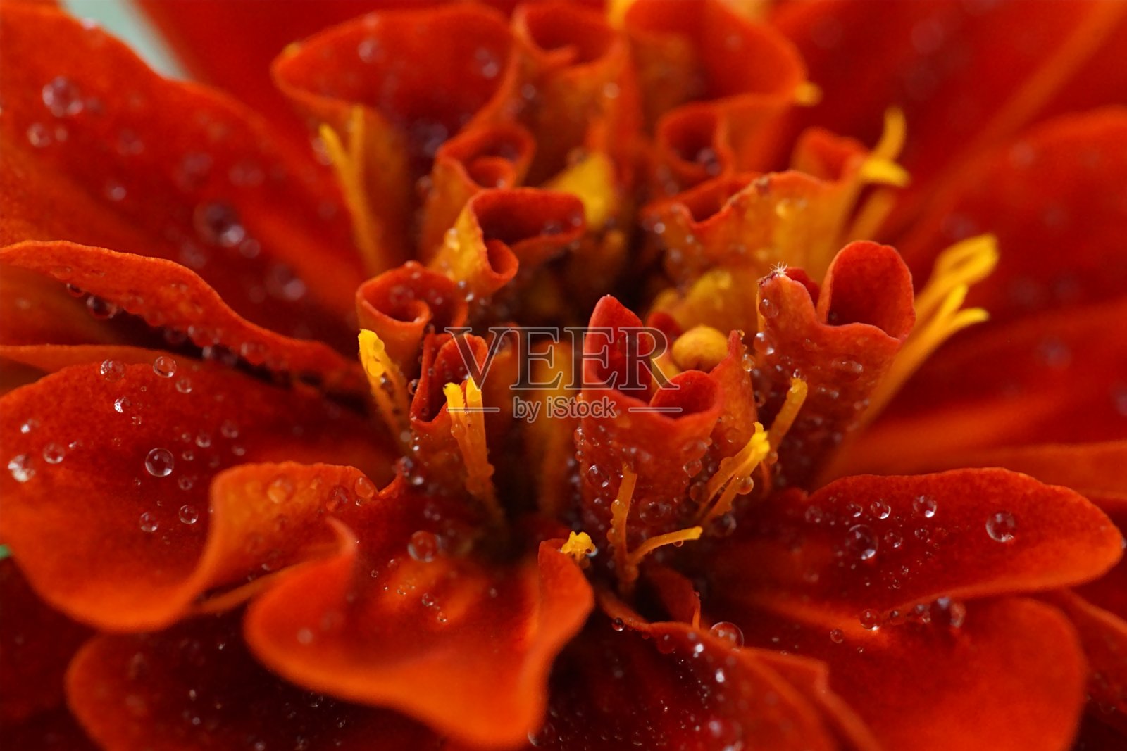 药用植物和观赏植物-阿兹特克金盏花或墨西哥金盏花;万寿菊;微距摄影照片摄影图片