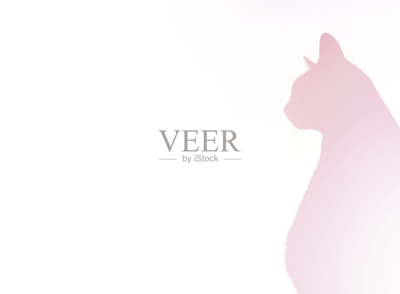 粉红背景猫照片摄影图片