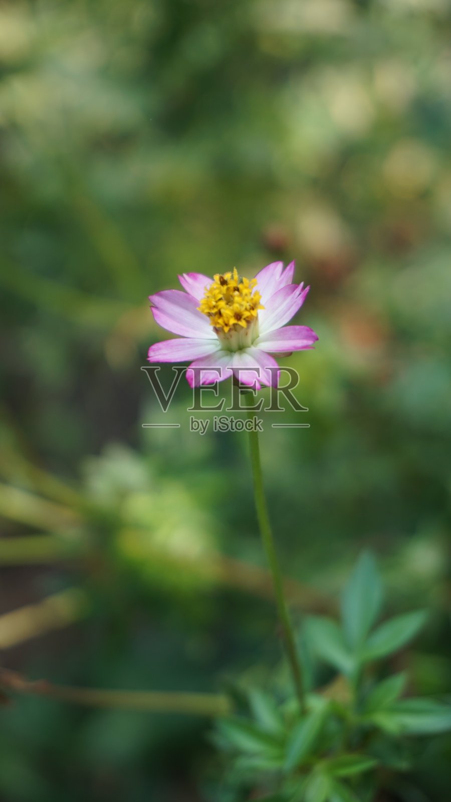 一种红色的kenikir或宇宙花照片摄影图片