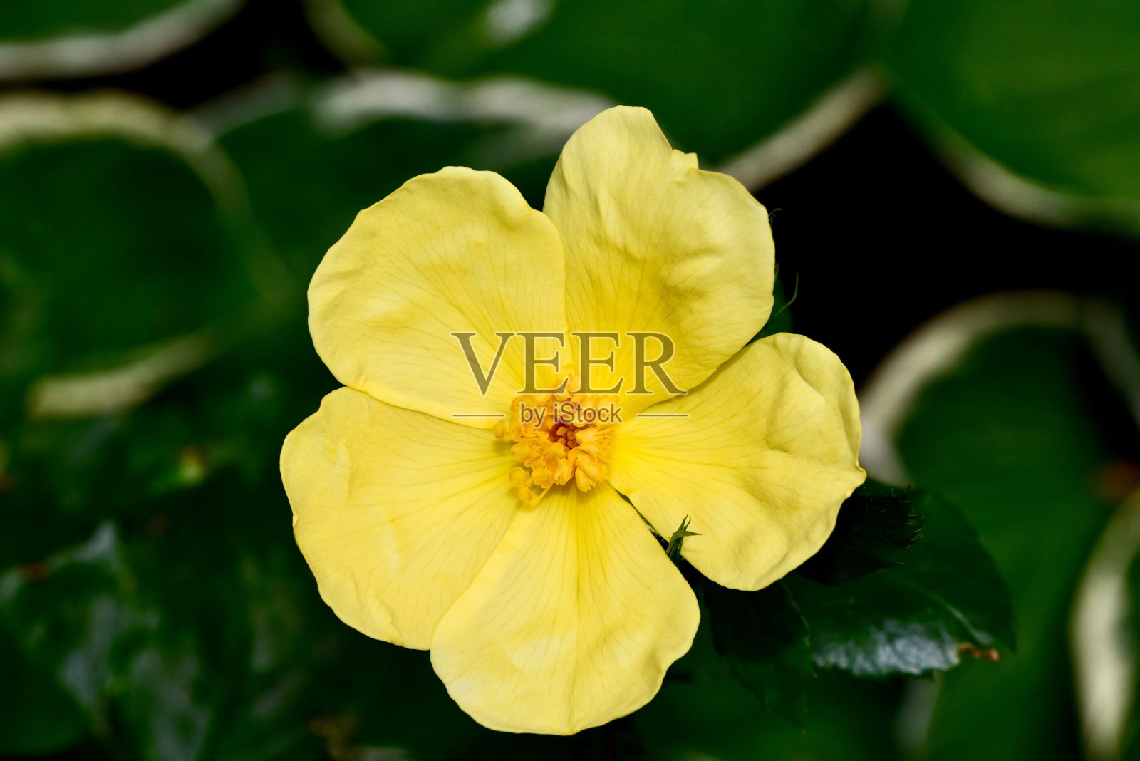 一张淡黄色的杜鹃花的特写，在郁郁葱葱的绿叶衬托下生长照片摄影图片