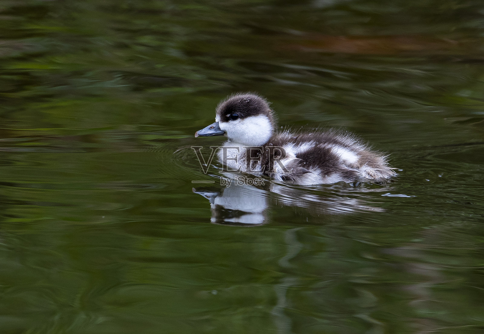 在中国生活的赤赤鸭，赤赤鸭，赤赤鸭及其幼崽照片摄影图片
