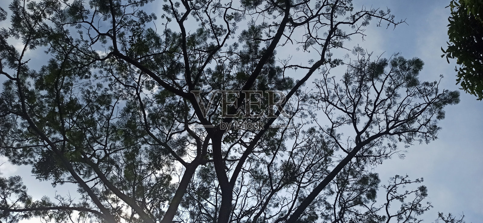 美丽的大树照片摄影图片