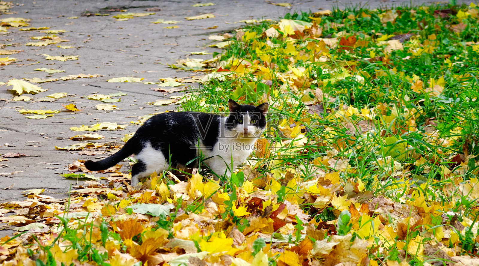 一只可爱的猫站在枫叶上照片摄影图片