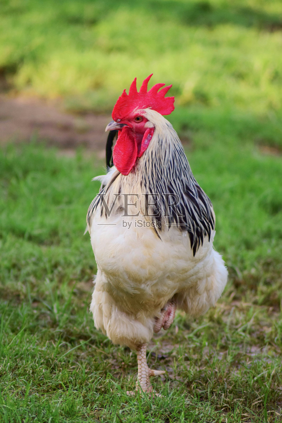 农场里的公鸡。照片摄影图片