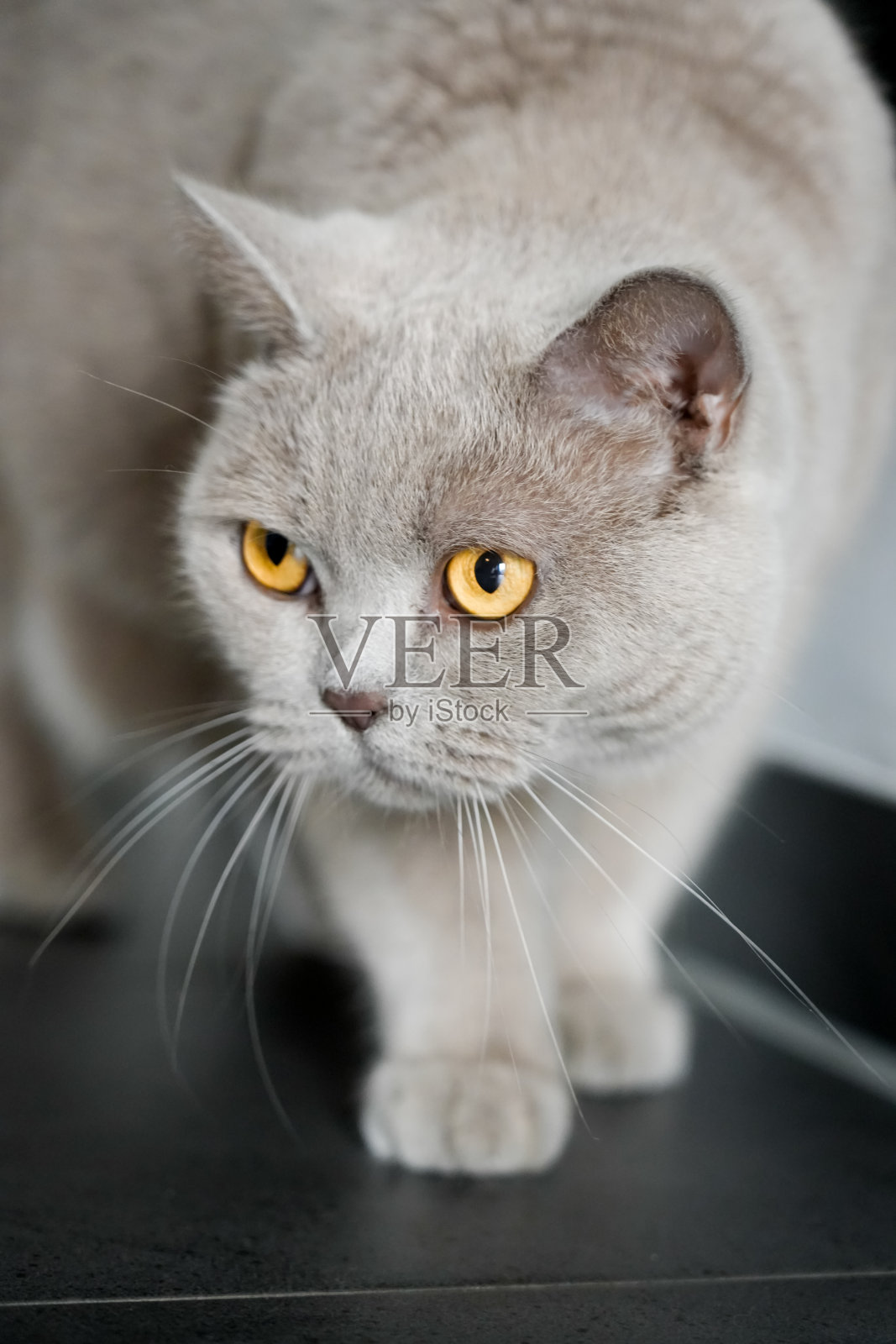 一只灰色皮毛和黄色眼睛的猫的肖像。比如英国短毛猫。动物特写。照片摄影图片